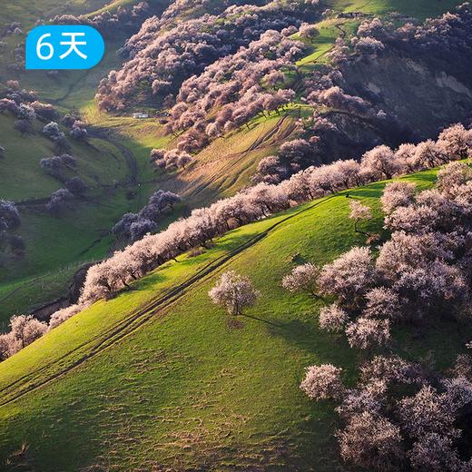 伊犁杏花沟春季限定徒步｜穿越中世纪野杏林 赛里木湖+吐尔根杏花沟轻奢露营 6日 商品图4