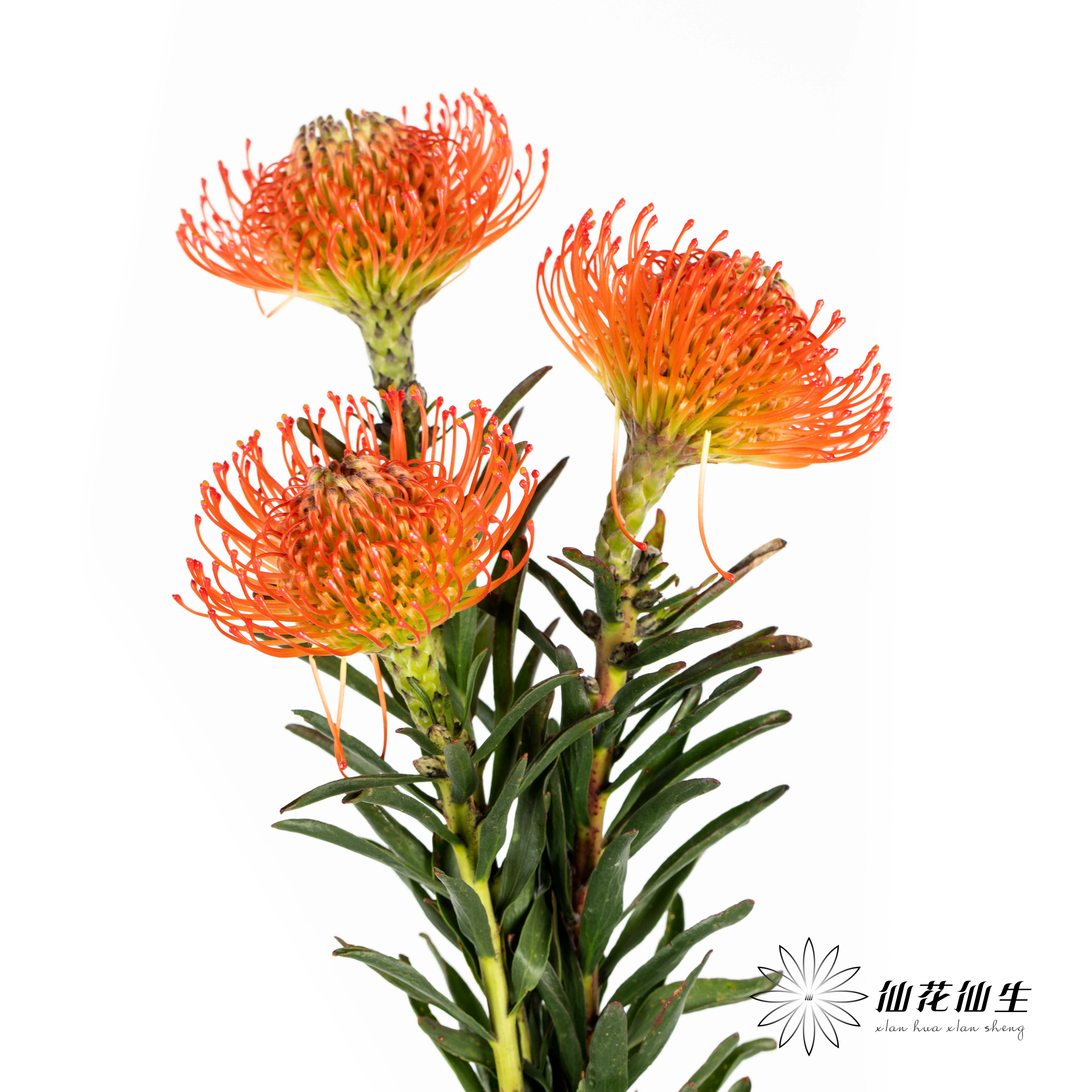 哥伦比亚花材 | 针垫继承者 Succession