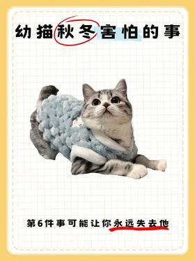 幼猫秋冬6大“怕怕清单”