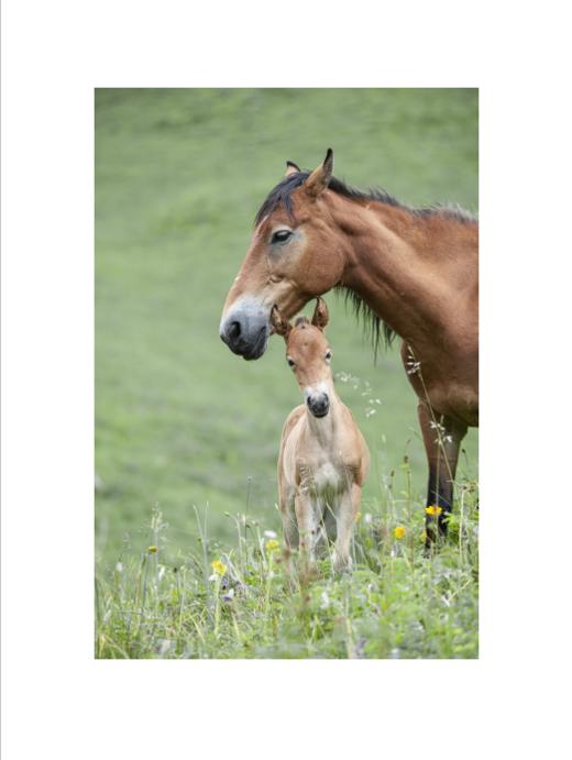 李刚丨一马当先 收藏级礼品照片 商品图7