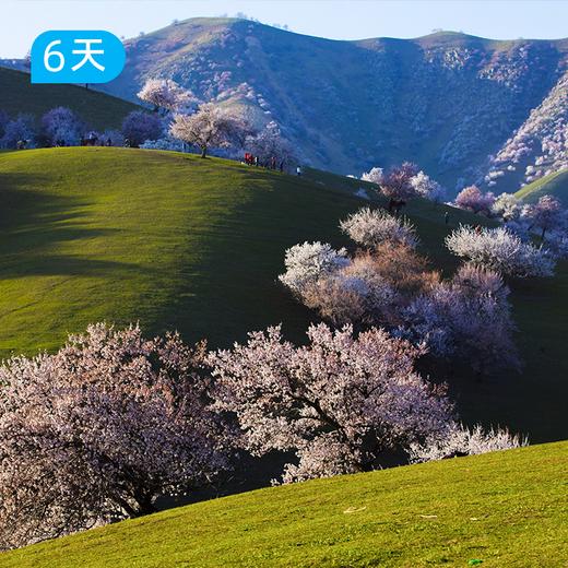 伊犁杏花沟春季限定徒步｜穿越中世纪野杏林 赛里木湖+吐尔根杏花沟轻奢露营 6日 商品图3