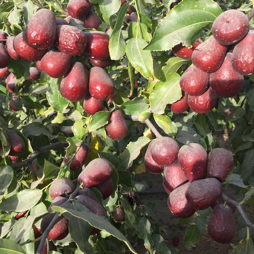 有机冬月吊干枣（红枣）| 良食本事 商品图2