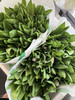 荷兰花材-进口【维珍白】郁金香 商品缩略图1