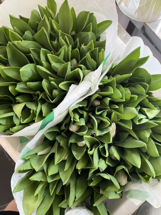 荷兰花材-进口【维珍白】郁金香 商品图1