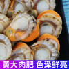  冷冻锁鲜【鲜剥长岛扇贝肉】北城红贝 个大饱满 黄大肉肥 商品缩略图3
