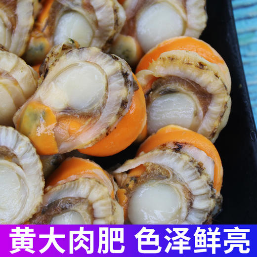  冷冻锁鲜【鲜剥长岛扇贝肉】北城红贝 个大饱满 黄大肉肥 商品图3