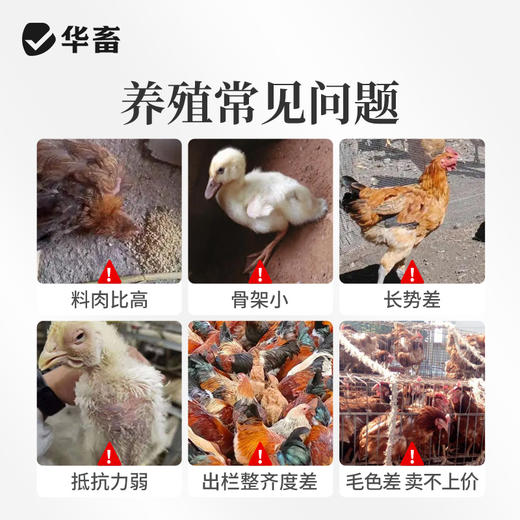 华畜禽健500g 禽用催肥促长 商品图1