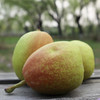 新疆库尔勒香梨 商品缩略图1