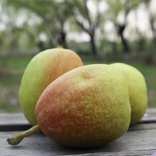 新疆库尔勒香梨 商品图1