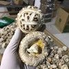 供港花菇，港款雪中冬花菇 拥有素鲍鱼之美誉 深山栎木与山泉水滋养 菇粉厚实 一斤干能泡7-8斤 去菇柄发货基地直邮 商品缩略图0