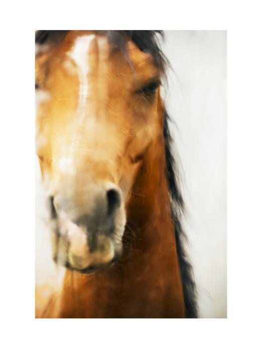 张耕畦丨一马当先 收藏级礼品照片 商品图8