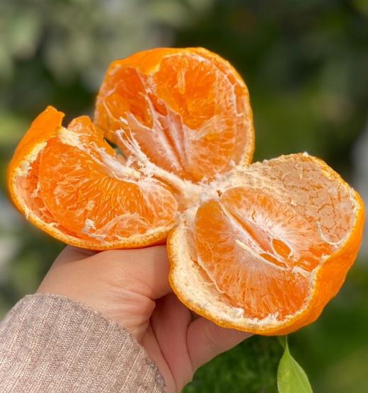 【春见·耙耙柑】像是在喝果粒橙一样！果皮又薄又软，果肉饱满！水润香甜，细嫩化渣，口口爆汁！【DD-X】 商品图3