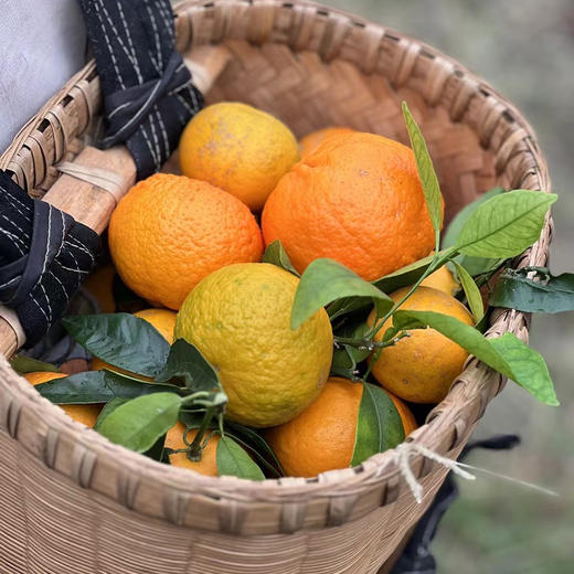 云南有机沃柑橘子有机柑橘新鲜采摘连续9年有机认证水果清甜多汁 商品图2