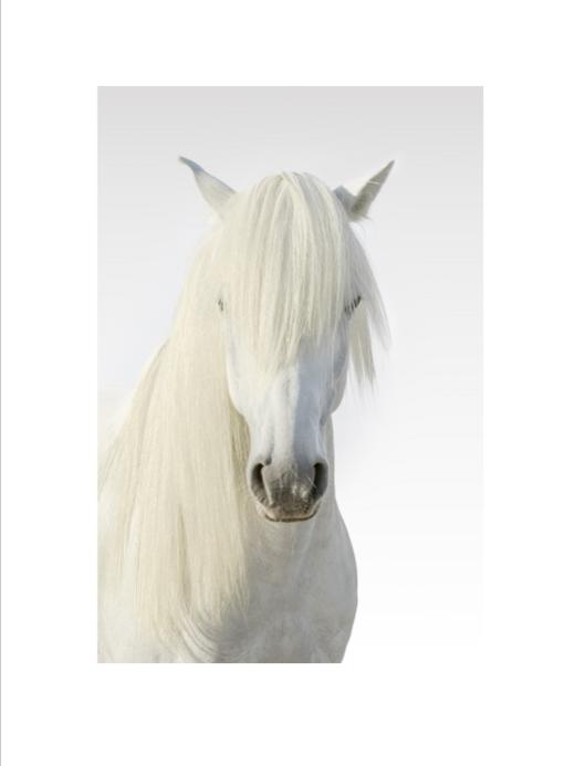 李刚丨一马当先 收藏级礼品照片 商品图6