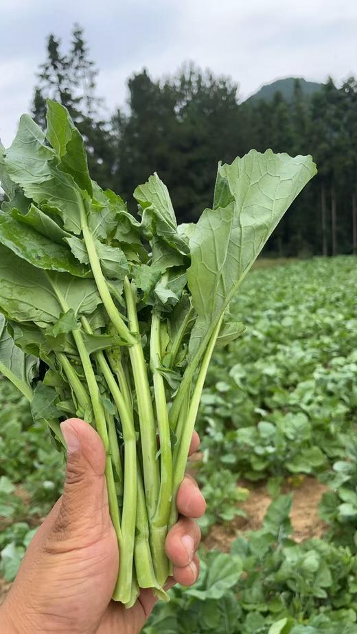 农科院宝藏硒油菜苔 | 天然硒 营养美味 | 现采鲜嫩清甜 商品图2