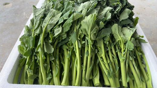 农科院宝藏硒油菜苔 | 天然硒 营养美味 | 现采鲜嫩清甜 商品图1