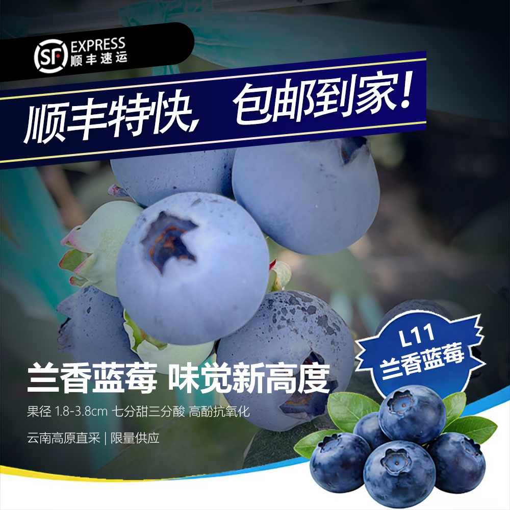 云南“育溪”L11 兰香 蓝莓  新鲜采摘  顺丰空运