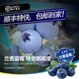 云南“育溪”L11 兰香 蓝莓  新鲜采摘  顺丰空运