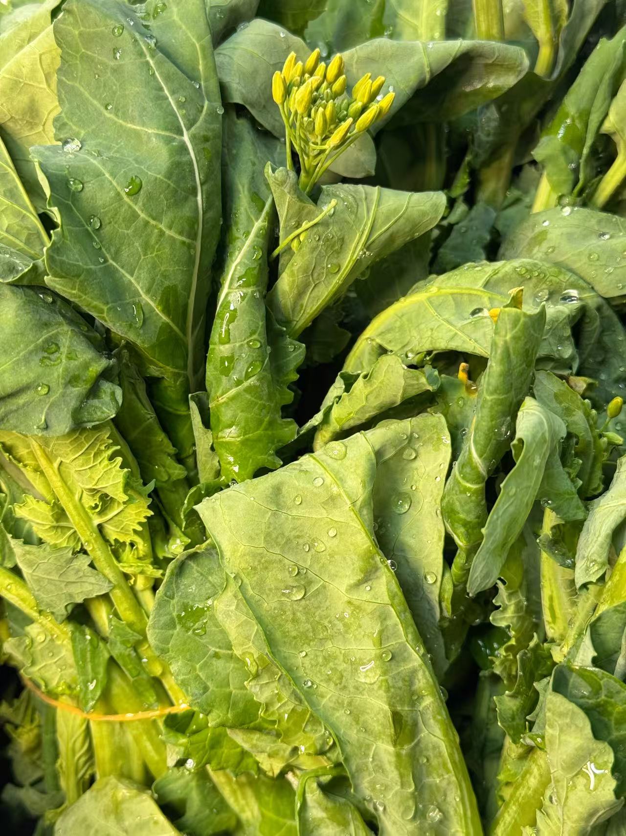 农科院宝藏硒油菜苔 | 天然硒 营养美味 | 现采鲜嫩清甜