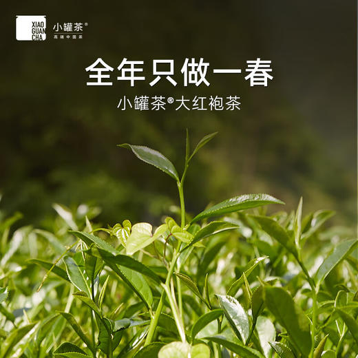 小罐茶 10罐装普（畅享）-3.0版A（大红袍、金骏眉、普洱熟茶） 商品图2