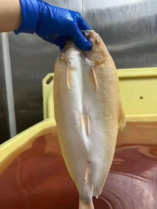 贵妃雪鱼900-1000 商品图8