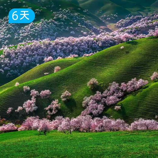 伊犁杏花沟春季限定徒步｜穿越中世纪野杏林 赛里木湖+吐尔根杏花沟轻奢露营 6日 商品图2