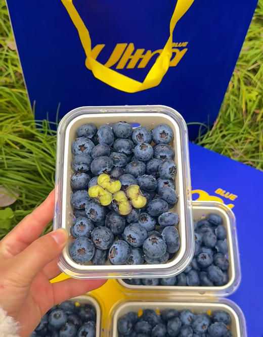 新鲜维度蓝莓｜爆款升级💜 专属高质感蓝莓叉配齐，品质依旧在线，果肉脆甜饱满，#福利价闭眼入，送礼自留都合适✅ 商品图1
