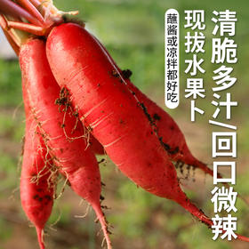 【密云】水萝卜1斤  爽脆多汁  甘甜微辣新鲜现拔  红皮白肉 适合生吃蘸酱 腌泡菜  