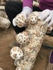 供港花菇，港款雪中冬花菇 拥有素鲍鱼之美誉 深山栎木与山泉水滋养 菇粉厚实 一斤干能泡7-8斤 去菇柄发货基地直邮 商品缩略图7