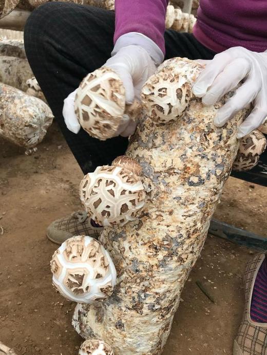 供港花菇，港款雪中冬花菇 拥有素鲍鱼之美誉 深山栎木与山泉水滋养 菇粉厚实 一斤干能泡7-8斤 去菇柄发货基地直邮 商品图7