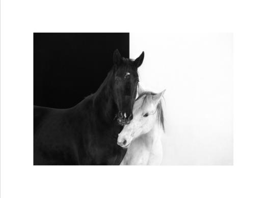 李刚丨一马当先 收藏级礼品照片 商品图0