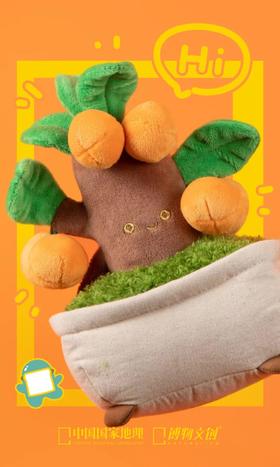 新手也能养好的小金桔！