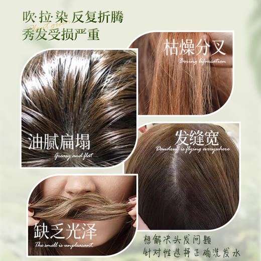 自营（菲小主）-霜苒 人参十草盈润养发洗发水500ml 商品图4