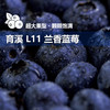 云南“育溪”L11 兰香 蓝莓  新鲜采摘  顺丰空运 商品缩略图1