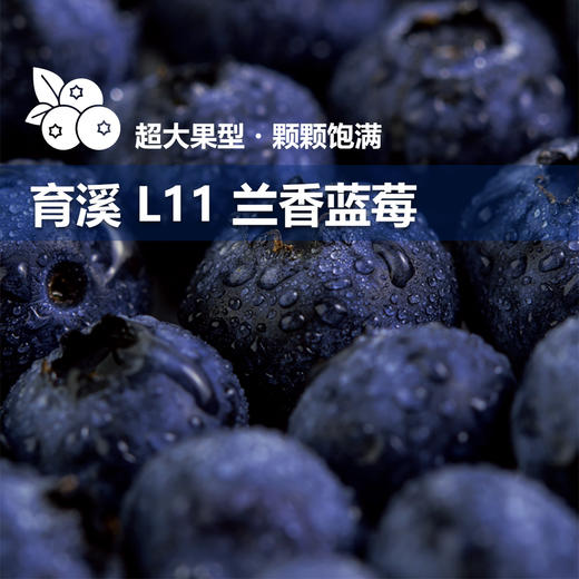 云南“育溪”L11 兰香 蓝莓  新鲜采摘  顺丰空运 商品图1