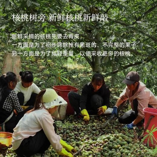 【云南临沧古树核桃油】精选云南临沧海拔2700米雪山镇的百年古树核桃，采用纯物理低温冷榨技术，只取头道初榨精华，完整保留核桃中的不饱和脂肪酸、维生素E和磷脂，营养不流失，更易吸收。 商品图7