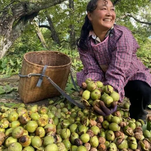 【云南临沧古树核桃油】精选云南临沧海拔2700米雪山镇的百年古树核桃，采用纯物理低温冷榨技术，只取头道初榨精华，完整保留核桃中的不饱和脂肪酸、维生素E和磷脂，营养不流失，更易吸收。 商品图1