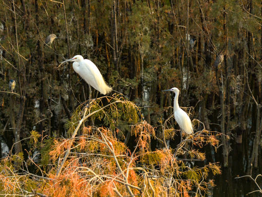 1月30日 中山航拍百鸟归巢，落羽杉，日落 商品图3