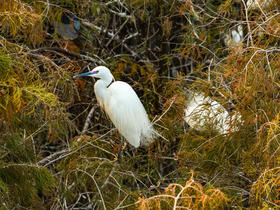 1月30日 中山航拍百鸟归巢，落羽杉，日落