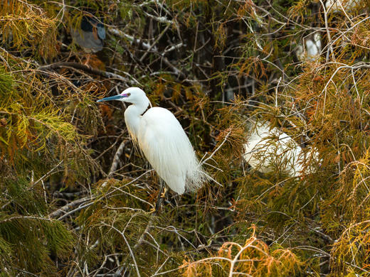1月30日 中山航拍百鸟归巢，落羽杉，日落 商品图0
