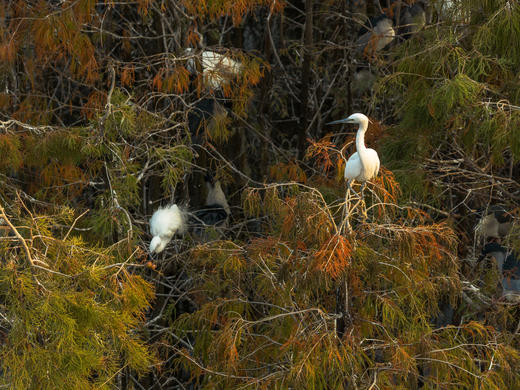 1月30日 中山航拍百鸟归巢，落羽杉，日落 商品图2
