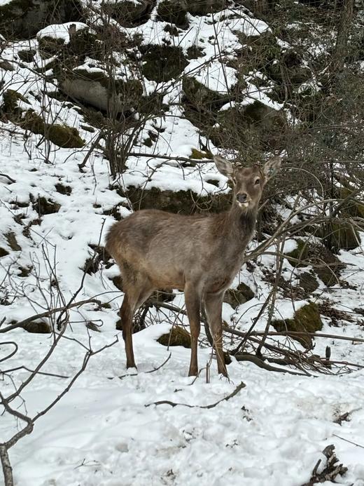 2.23-27 孟屯河谷5天4夜滑雪冬令营！“小小滑雪运动员”养成记，国职教练1V5带教，双板单板自由选，封闭管理+24小时照护 商品图6