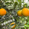 清新浸潭脆蜜金桔1斤装/袋 商品缩略图4
