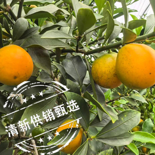 清新浸潭脆蜜金桔1斤装/袋 商品图4