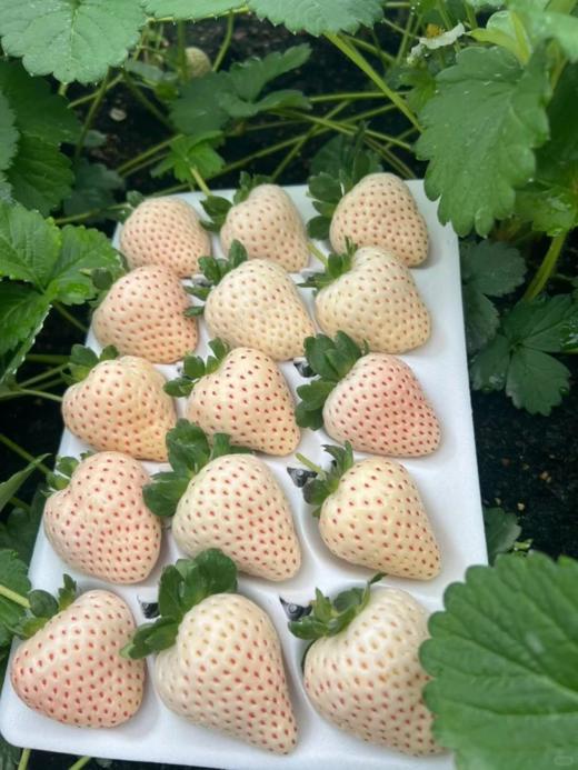 上海本地章姬奶油草莓&(甜蜜之吻)白露 商品图3