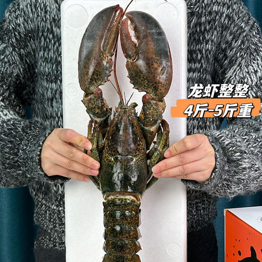 【渔礼记波士顿龙虾】深海洁净船捕速冻 锁住鲜美 餐桌畅享龙虾大餐 商品图6