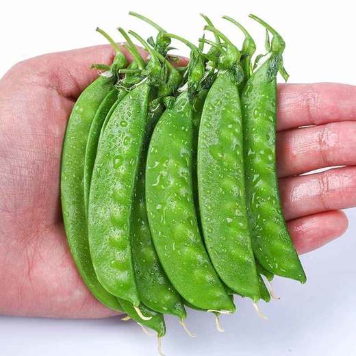 云南高原新鲜现摘荷兰豆当季蔬菜农家自种产地直发清香美味肉质细嫩农家美味菜肴 商品图3