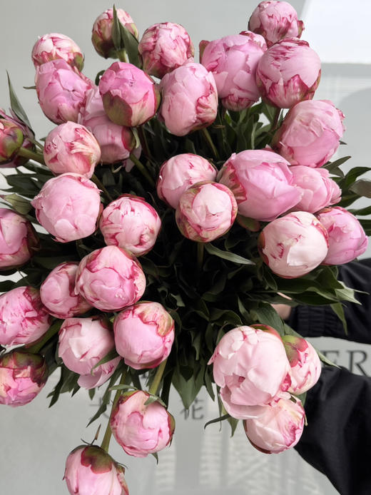 国产芍药-【莎拉粉】A 商品图1