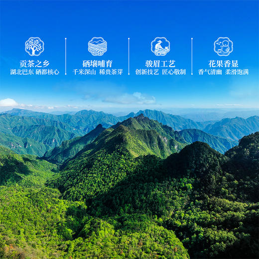 正山堂巴东红珍硒茶 骏眉中国湖北特级红茶正宗单芽茶叶花果香罐装 商品图1
