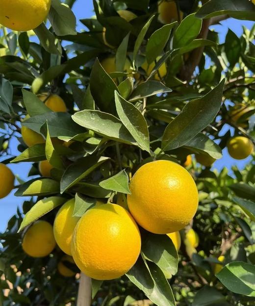 哀牢山冰糖橙2.5kg 商品图1